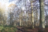 GR25, bois de Fécamp (Bosc-Guérard)